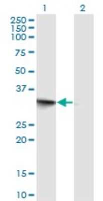 Western Blot: FRG1 Antibody (2B9) [H00002483-M02]