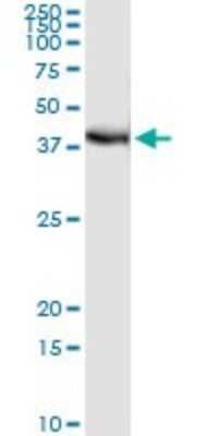 Immunoprecipitation: FRG1 Antibody (4A5) [H00002483-M01]