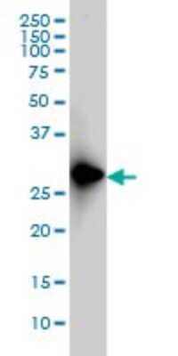 Western Blot: FRG1 Antibody (4A5) [H00002483-M01]