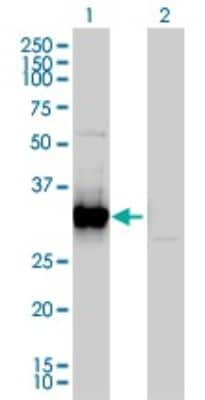 Western Blot: FRG1 Antibody (4A5) [H00002483-M01]