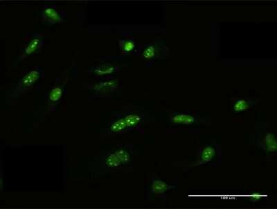 Immunocytochemistry/ Immunofluorescence: FRG1 Antibody [H00002483-B01P]
