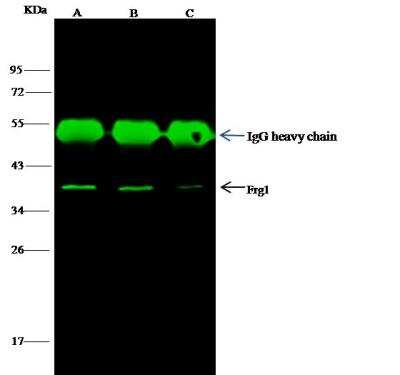 Immunoprecipitation: FRG1 Antibody [NBP2-99204]
