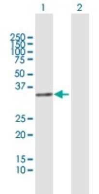 Western Blot: FRG1 Antibody [H00002483-B01P]