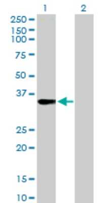 Western Blot: FRG1 Antibody [H00002483-D01P]