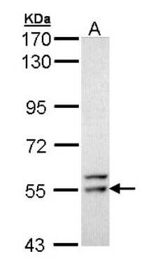 Western Blot: Frk Antibody [NBP1-31636]