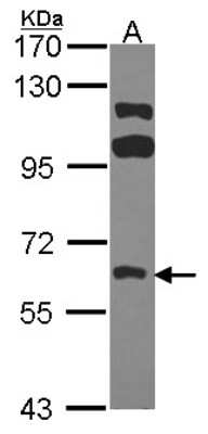 Western Blot: Frk Antibody [NBP2-16534]