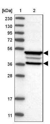 Western Blot: FRMD3 Antibody [NBP2-33879]