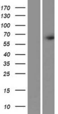 Western Blot: FRMD3 Overexpression Lysate [NBP2-05084]