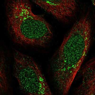 Immunocytochemistry/ Immunofluorescence: FRMD4A Antibody [NBP1-90807]