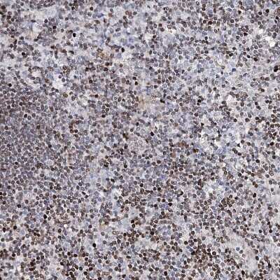 Immunohistochemistry-Paraffin: FRMD4A Antibody [NBP1-90807]