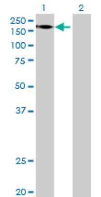 Western Blot: FRMPD1 Antibody [H00022844-B01P]