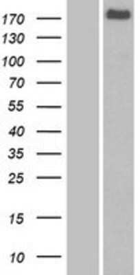 Western Blot: FRMPD1 Overexpression Lysate [NBP2-07251]