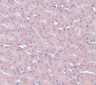 Immunohistochemistry-Paraffin: FRMPD2 Antibody - BSA Free [NBP1-77083]