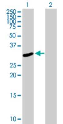 Western Blot: FRMPD2 Antibody [H00143162-B01P]