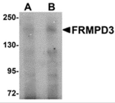 Western Blot: FRMPD3 AntibodyBSA Free [NBP2-81718]