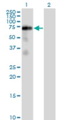 Western Blot: FRS2 Antibody (1F7-1D6) [H00010818-M02]