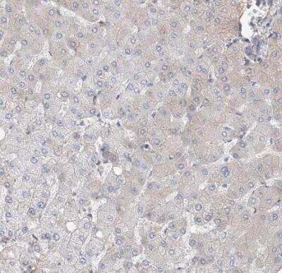 Immunohistochemistry-Paraffin: FRYL Antibody [NBP1-94071]