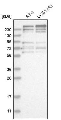 Western Blot: FRYL Antibody [NBP1-94070]