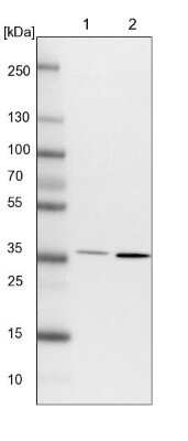Western Blot: FRYL Antibody [NBP1-94071]