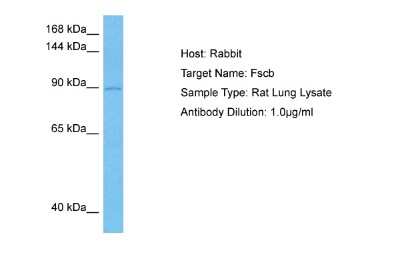 Western Blot: FSCB Antibody [NBP2-82845]