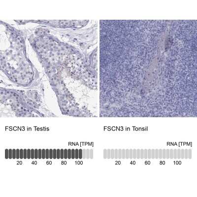 Immunocytochemistry/ Immunofluorescence: FSCN3 Antibody [NBP3-17125]