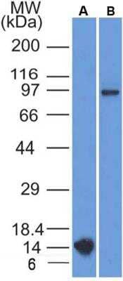 Western Blot: FSHR Antibody (6E8.2F5)BSA Free [NBP2-36489]