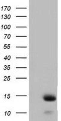 Western Blot: FSH beta Antibody (OTI2A6)Azide and BSA Free [NBP2-70781]