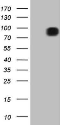 Western Blot: FSIP1 Antibody (OTI4F9) [NBP2-45738]