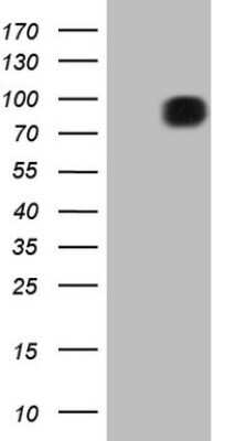 Western Blot: FSIP1 Antibody (OTI4F9)Azide and BSA Free [NBP2-72451]