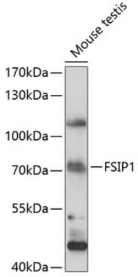 Western Blot: FSIP1 AntibodyAzide and BSA Free [NBP3-04598]