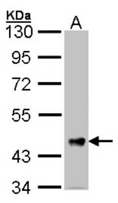 Western Blot: Follistatin-like 1/FSTL1 Antibody [NBP2-16539]