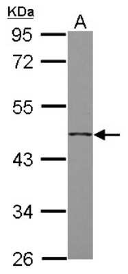 Western Blot: Follistatin-like 1/FSTL1 Antibody [NBP2-16541]