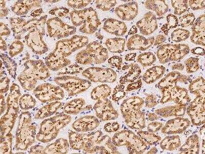 Immunohistochemistry-Paraffin: FSTL5 Antibody [NBP3-06067]