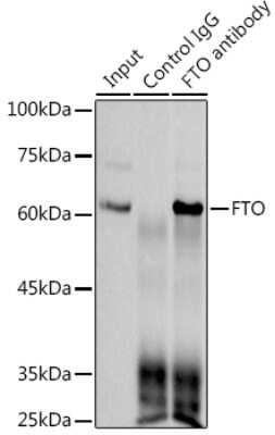 Immunoprecipitation: FTO Antibody (2Q9K10) [NBP3-16285]