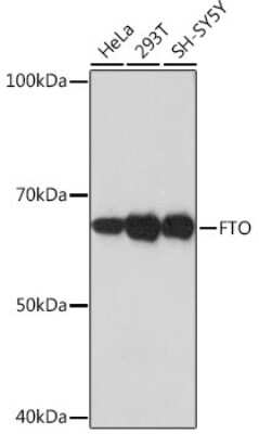 Western Blot: FTO Antibody (2Q9K10) [NBP3-16285]