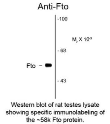 Western Blot: FTO Antibody (5-2H10) [NBP2-29512]