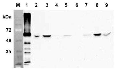 Western Blot: FTO Antibody (AG103)Azide and BSA Free [NBP2-80051]