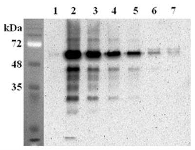 Immunoprecipitation: FTO Antibody (FT62-6) - Azide and BSA Free [NBP2-80050]
