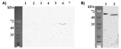 Western Blot: FTO Antibody (FT62-6)Azide and BSA Free [NBP2-80050]