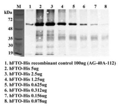 Immunoprecipitation: FTO Antibody (FT86-4) - Azide and BSA Free [NBP2-80045]