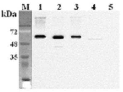 Western Blot: FTO Antibody (FT86-4)Azide and BSA Free [NBP2-80045]