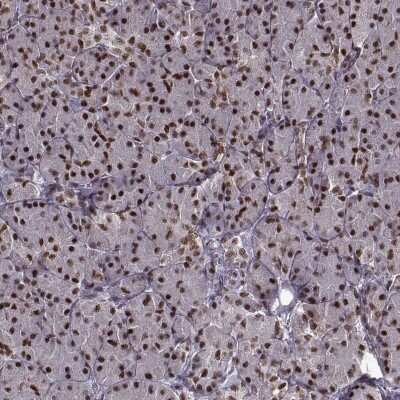 Immunohistochemistry-Paraffin: FTO Antibody [NBP2-58941]