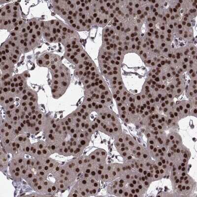 Immunohistochemistry-Paraffin: FTO Antibody [NBP2-58941]