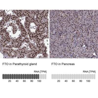 Immunohistochemistry-Paraffin: FTO Antibody [NBP2-58941]