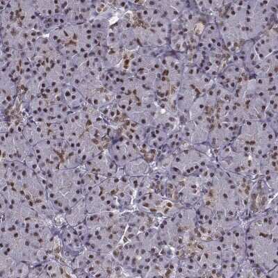 Immunohistochemistry-Paraffin: FTO Antibody [NBP2-62659]