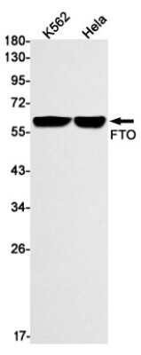 Western Blot: FTO Antibody (S04-1F7) [NBP3-14933]