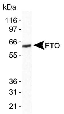 Western Blot: FTO Antibody [NB110-60935]