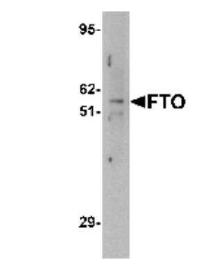 Western Blot: FTO AntibodyBSA Free [NBP1-77021]