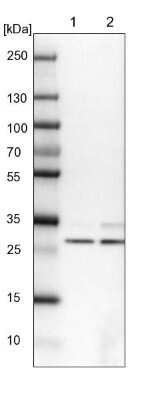 Western Blot: FTS Antibody [NBP2-14279]