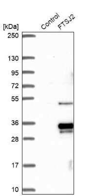 Western Blot: FTSJ2 Antibody [NBP2-30894]